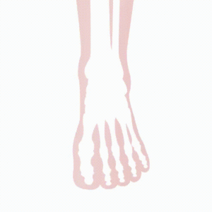 Таранная кость